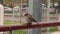 4k video close up of brown house sparrow in the city. Outdoor bird. Passer domesticus family of sparrows