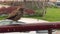 4k video close up of brown house sparrow in the city. Outdoor bird. Passer domesticus family of sparrows