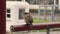 4k video close up of brown house sparrow in the city. Outdoor bird. Passer domesticus family of sparrows