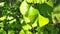 4k video, close-up of green ginkgo leaves under sunlight, natural tree view, outdoors