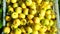 4k video, Close-up of the harvest of harvested fresh small yellow apples. Large plastic, full of freshly picked apples