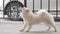 4k video, Cute Pomeranian is stretching for a lazy twist. In the home is an old fenced during the day.