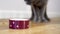 4k video. Cute scottish cat eats dry feed. Close-up shot, cat eats dry food from a bowl.