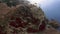 4k video footage of a school of Goatfish swimming past large Gorgonian Fans in the Red Sea