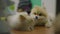 4k video. Friendship of two pets. Pomeranian licks another Pomeranian dog.