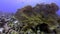 4k video of Giant Gorgonian Sea Fans (Subergorgia hicksoni) in the Red Sea