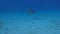 4k video of a Great Hammerhead (Sphyrna mokarran) in Bimini