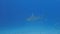 4k video of a Great Hammerhead (Sphyrna mokarran) in Bimini