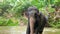 4k video of happy indian elephant standing in river at tropical jungle forest on Sri Lanka