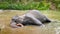 4k video of indian elephant enjoying lying and washing in river at tropical rainforest