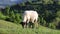 4k video of lambs grazing on field. Beautiful rural landscape
