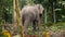 4k video of lonely elephant chained to tree in tropical jungle forest