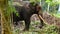 4k video of lonely old elephant standing in tropical jungle forest