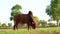 4k Video of a magnificent brown Gir bull with a thick neck grazing in a field of grass. Food production. Livestock farming