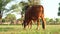 4k Video of a magnificent brown Gir bull with a thick neck grazing in a field of grass. Food production. Livestock farming