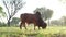 4k Video of a magnificent brown Gir bull with a thick neck grazing in a field of grass. Food production. Livestock farming