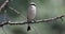 4K Video of Male Red-backed Shrike on Branch