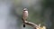 4K Video of Male Red-backed Shrike on Wooden Log