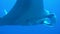 4K Video: Manta Ray underwater closeup