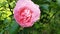 4k video, pink rose flower fluttering in the wind, camera movement around a rose bush