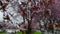 4K Video. Pink spring blossom flowers in a powerful wind in the middle of a city during a traffic rush hour.