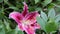 4K video of pink tiger lily after the rain.