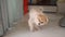 4k video, Pomeranian puppy stand on the floor and scratches behind its head with rear paw.