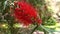 4k video, A red flower blooming on a weeping callistemon or red bottle bushes, in early spring in a park area