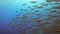 4k video of a school of Striped Fusiliers (Caesio striata) in the Red Sea