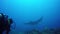 4K Video: Scuba Diver with Manta Ray