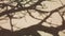 4K video of the shadow of big old baobab tree on arid plains of African savannah