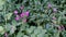 4K video of Spring Flowering Red Campion Wild Flower Growing in a Woodland Landscape England, UK