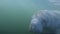 4k video of a West Indian Manatee (Trichechus manatus) in Crystal River, Florida