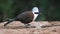 4k video of White-crested laughingthrush Garrulax leucolophus taken at Sattal in Uttarakhand