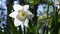 4K video of white Daffodil moving in the wind