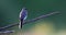 4k video. White wagtail  Motacilla alba  sits on a branch and cleans his feathers.