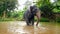 4k video of wild elephant enjoying washing in river and having fun while splashing water