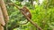 4k video of wild monkey climbing on the tree and eating fruits in jungle rainforest