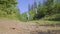 4k video of young man walking on forest path.