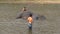 4K View of Mahout and tourist man washing and bathing the elephant in river