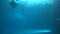 4k, view of underwater silhouettes giant manta ray and one shark swimming