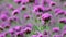 4K Violet flowers of VERBENA BONARIENSIS nature backgound