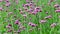 4K violet flowers of verbena bonariensis nature background
