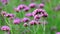 4K Violet flowers of verbena bonariensis nature background