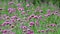4K  Violet flowers of VERBENA BONARIENSIS nature background