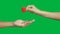 4K. volunteer hand giving red heart on the other hand for donation  isolated on chroma key green screen