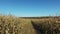 4K. Walks through the ripe corn field by dirty road, panoramic view