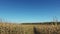 4K. Walks through the ripe corn field by dirty road, panoramic view