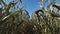 4K. Walks through the ripe corn field, which ready for harvesting