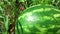 4k. Watermelon is growing in the garden with water drop, Sweet fruit